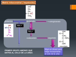 Matriz mitocondrial ( hepatocito)

glutamato

glutamina

DONA

NH4 +

∞-cetoglutarato

NH4 +

oxalacetato

PRIMER GRUPO AMONIO QUE
ENTRA AL CICLO DE LA UREA

aspartato

Migra al citosol para
luego incorporarse
al ciclo de la urea

 
