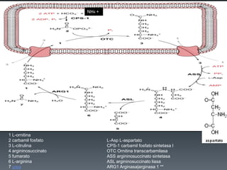 NH4 +

1 L-ornitina
2 carbamil fosfato
3 L-citrulina
4 argininosuccinato
5 fumarato
6 L-arginina
7 urea

L-Asp L-aspartato
CPS-1 carbamil fosfato sintetasa I
OTC Ornitina transcarbamilasa
ASS argininosuccinato sintetasa
ASL argininosuccinato liasa
ARG1 Arginasa|arginasa 1 **

 