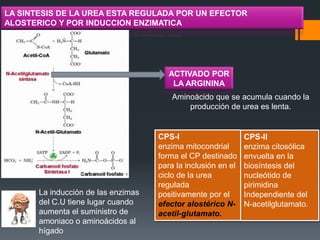 LA SINTESIS DE LA UREA ESTA REGULADA POR UN EFECTOR
ALOSTERICO Y POR INDUCCION ENZIMATICA

ACTIVADO POR
LA ARGININA
Aminoácido que se acumula cuando la
producción de urea es lenta.

La inducción de las enzimas
del C.U tiene lugar cuando
aumenta el suministro de
amoniaco o aminoácidos al
hígado

CPS-I
enzima mitocondrial
forma el CP destinado
para la inclusión en el
ciclo de la urea
regulada
positivamente por el
efector alostérico Nacetil-glutamato.

CPS-II
enzima citosólica
envuelta en la
biosíntesis del
nucleótido de
pirimidina
Independiente del
N-acetilglutamato.

 