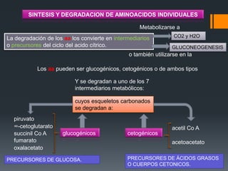 SINTESIS Y DEGRADACION DE AMINOACIDOS INDIVIDUALES
Metabolizarse a
La degradación de los aa los convierte en intermediarios
o precursores del ciclo del acido cítrico.

CO2 y H2O
GLUCONEOGENESIS

o también utilizarse en la
Los aa pueden ser glucogénicos, cetogénicos o de ambos tipos
Y se degradan a uno de los 7
intermediarios metabólicos:
cuyos esqueletos carbonados
se degradan a:

piruvato
∞-cetoglutarato
succinil Co A
fumarato
oxalacetato

glucogénicos

PRECURSORES DE GLUCOSA.

cetogénicos

acetil Co A
acetoacetato

PRECURSORES DE ÁCIDOS GRASOS
O CUERPOS CETONICOS.

 
