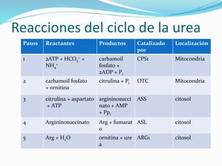 Reacciones del ciclo de la urea
Pasos Reactantes Productos Catalizado
por
Localización
1 2ATP + HCO3
− +
NH4
+
carbamoil
fosfato +
2ADP + Pi
CPS1 Mitocondria
2 carbamoil fosfato
+ ornitina
citrulina + Pi OTC Mitocondria
3 citrulina + aspartato
+ ATP
argininosucci
nato + AMP
+ Ppi
ASS citosol
4 Argininosuccinato Arg + fumarat
o
ASL citosol
5 Arg + H2O ornitina + ure
a
ARG1 citosol
 