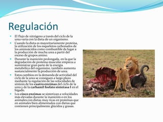 Regulación
 El flujo de nitrógeno a través del ciclo de la
urea varía con la dieta de un organismo.
 Cuando la dieta es mayoritariamente proteína,
la utilización de los esqueletos carbonados de
los aminoácidos como combustible da lugar a
la producción de mucha urea a partir del
exceso de grupos amino.
 Durante la inanición prolongada, en la que la
degradación de proteína muscular empieza a
suministrar gran parte de la energía
metabólica del organismo, también aumenta
sustancialmente la producción de urea.
 Estos cambios en la demanda de actividad del
ciclo de la urea se consiguen a largo plazo
mediante la regulación de las velocidades de
síntesis de los cuatro enzimas del ciclo de la
urea y de la carbamil fosfato sintetasa I en el
hígado.
 Los cinco enzimas se sintetizan a velocidades
más elevadas durante la inanición o en los
animales con dietas muy ricas en proteínas que
en animales bien alimentados con dietas que
contienen principalmente glúcidos y grasas.
 