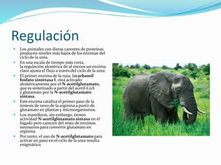 Regulación
 Los animales con dietas carentes de proteínas
producen niveles más bajos de los enzimas del
ciclo de la urea.
 En una escala de tiempo más corta,
la regulación alostérica de al menos un enzima
clave ajusta el flujo a través del ciclo de la urea.
 El primer enzima de la ruta, lacarbamil
fosfato sintetasa I, está activado
alostéricamente por el N-acetilglutamato,
que es sintetizado a partir del acetil-CoA
y glutamato por la N-acetilglutamato
sintasa.
 Este enzima cataliza el primer paso de la
síntesis de novo de la arginina a partir de
glutamato en plantas y microorganismos.
 Los mamíferos, sin embargo, tienen
actividad N-acetilglutamato sintasa en el
hígado pero carecen del resto de enzimas
necesarios para convertir glutamato en
arginina.
 Por tanto, el uso de N-acetilglutamato para
activar un paso en el ciclo de la urea resulta
enigmático.
 