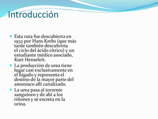 Introducción
 Esta ruta fue descubierta en
1932 por Hans Krebs (que más
tarde también descubriría
el ciclo del ácido cítrico) y un
estudiante médico asociado,
Kurt Henseleit.
 La producción de urea tiene
lugar casi exclusivamente en
el hígado y representa el
destino de la mayor parte del
amoníaco allí canalizado.
 La urea pasa al torrente
sanguíneo y de ahí a los
riñones y se excreta en la
orina.
 