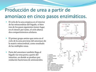 Producción de urea a partir de
amoníaco en cinco pasos enzimáticos.
 El ciclo de la urea empieza en el interior
de las mitocondrias del hígado, si bien
tres de los pasos siguientes tienen lugar
en el citosol; por tanto, el ciclo abarca
dos compartimientos celulares.
 El primer grupo amino que entra en el
ciclo de la urea proviene del amoníaco de
la matriz mitocondrial, como resultado
de las múltiples rutas.
 Parte del amoníaco también llega al
hígado vía vena porta a partir del
intestino, en donde se produce por
oxidación bacteriana de aminoácidos.
1 L-ornitina
2 carbamil fosfato
3 L-citrulina
4 argininosuccinato
5 fumarato
6 L-arginina
7 urea
L-Asp L-aspartato
CPS-1 carbamil fosfato sintetasa I
OTC Ornitina transcarbamilasa
ASS argininosuccinato sintetasa
ASL argininosuccinato liasa
ARG1 Arginasa|arginasa 1
 