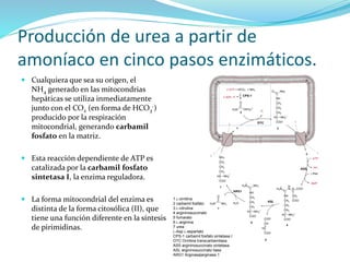 Producción de urea a partir de
amoníaco en cinco pasos enzimáticos.
 Cualquiera que sea su origen, el
NH4 generado en las mitocondrias
hepáticas se utiliza inmediatamente
junto con el CO2 (en forma de HCO3
-)
producido por la respiración
mitocondrial, generando carbamil
fosfato en la matriz.
 Esta reacción dependiente de ATP es
catalizada por la carbamil fosfato
sintetasa I, la enzima reguladora.
 La forma mitocondrial del enzima es
distinta de la forma citosólica (II), que
tiene una función diferente en la síntesis
de pirimidinas.
1 L-ornitina
2 carbamil fosfato
3 L-citrulina
4 argininosuccinato
5 fumarato
6 L-arginina
7 urea
L-Asp L-aspartato
CPS-1 carbamil fosfato sintetasa I
OTC Ornitina transcarbamilasa
ASS argininosuccinato sintetasa
ASL argininosuccinato liasa
ARG1 Arginasa|arginasa 1
 