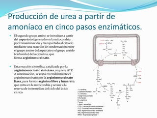 Producción de urea a partir de
amoníaco en cinco pasos enzimáticos.
 El segundo grupo amino se introduce a partir
del aspartato (generado en la mitocondria
por transaminación y transportado al citosol)
mediante una reacción de condensación entre
el grupo amino del aspartato y el grupo ureido
(carbonilo) de la citrulina, que
forma argininosuccinato.
 Esta reacción citosólica, catalizada por la
argininosuccinato sintetasa, requiere ATP.
A continuación, se corta reversiblemente el
argininosuccinato por la argininosuccinato
liasa, para formar arginina libre y fumarato,
que entra en la mitocondria y se une a la
reserva de intermedios del ciclo del ácido
cítrico.
1 L-ornitina
2 carbamil fosfato
3 L-citrulina
4 argininosuccinato
5 fumarato
6 L-arginina
7 urea
L-Asp L-aspartato
CPS-1 carbamil fosfato sintetasa I
OTC Ornitina transcarbamilasa
ASS argininosuccinato sintetasa
ASL argininosuccinato liasa
ARG1 Arginasa|arginasa 1
 