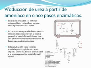 Producción de urea a partir de
amoníaco en cinco pasos enzimáticos.
 En el ciclo de la urea, los enzimas
mitocondriales y citosólicos parecen
estar agrupados de esta forma.
 La citrulina transportada al exterior de la
mitocondria no se diluye en la reserva
general de metabolitos del citosol sino
que pasa directamente al centro activo de
la argininosuccinato sintetasa.
 Esta canalización entre enzimas
continúa para el argininosuccinato,
arginina y ornitina. Sólo se libera la urea
a la reserva general de metabolitos del
citosol.
1 L-ornitina
2 carbamil fosfato
3 L-citrulina
4 argininosuccinato
5 fumarato
6 L-arginina
7 urea
L-Asp L-aspartato
CPS-1 carbamil fosfato sintetasa I
OTC Ornitina transcarbamilasa
ASS argininosuccinato sintetasa
ASL argininosuccinato liasa
ARG1 Arginasa|arginasa 1
 