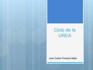 Ciclo de la
UREA
Juan Carlos Fonseca Mata
 