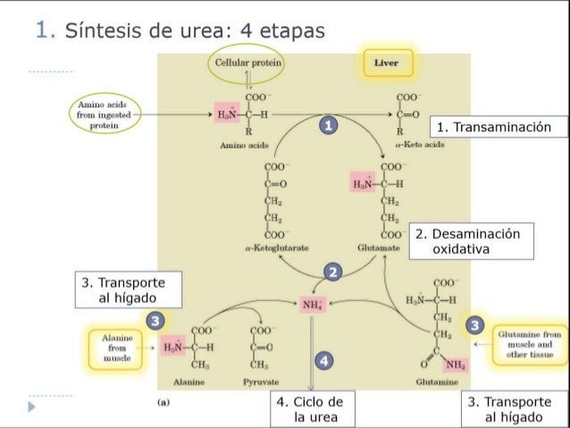 Ciclo de la urea