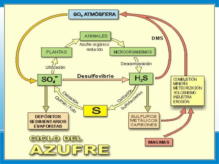 Ciclo Del Azufre
