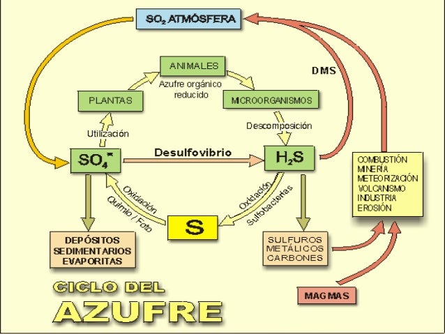 CICLO DEL AZUFRE