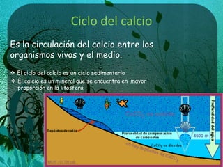 Ciclo del calcio
Es la circulación del calcio entre los
organismos vivos y el medio.
 El ciclo del calcio es un ciclo sedimentario
 El calcio es un mineral que se encuentra en ,mayor
proporción en la litosfera
 