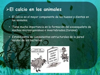El calcio en los animales
• El Calcio es el mayor componente de los huesos y dientes en
los animales.
• Tiene mucha importancia en la formación del exoesqueleto de
muchos microorganismos e invertebrados.(Corales)
• Estabilizante de componentes estructurales de la pared
celular de las bacterias.
 