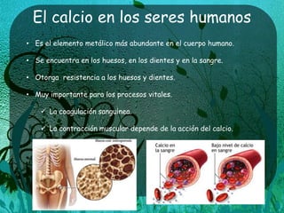 El calcio en los seres humanos
• Es el elemento metálico más abundante en el cuerpo humano.
• Se encuentra en los huesos, en los dientes y en la sangre.
• Otorga resistencia a los huesos y dientes.
• Muy importante para los procesos vitales.
 La coagulación sanguínea.
 La contracción muscular depende de la acción del calcio.
 