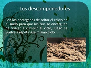 Los descomponedores
Son los encargados de soltar el calcio en
el suelo para que los ríos se encarguen
de volver a cumplir el ciclo, luego se
vuelve a repetir ese mismo ciclo.
 