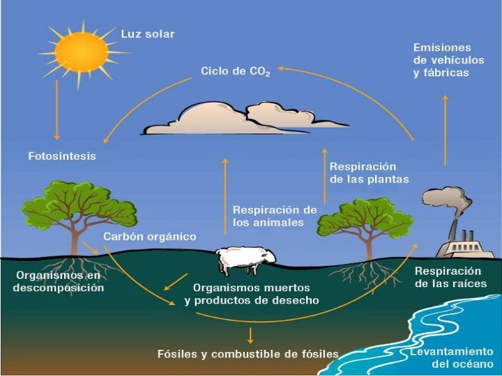 Cefet Mg O Ciclo Do Carbono Envolve Processos