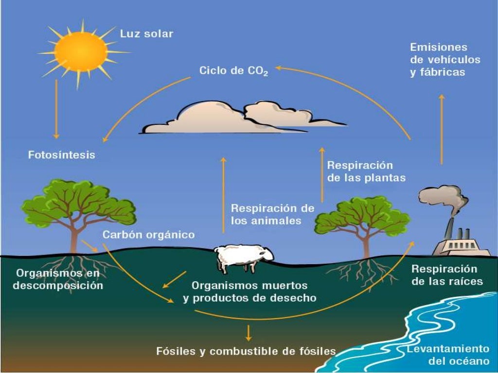 Como O Ciclo Do Carbono E Do Oxigenio Se Relacionam