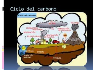 Ciclo del carbono
 