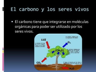 El carbono y los seres vivos

 El carbono tiene que integrarse en moléculas
  orgánicas para poder ser utilizado por los
  seres vivos.
 