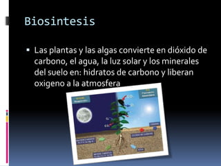 Biosintesis

 Las plantas y las algas convierte en dióxido de
  carbono, el agua, la luz solar y los minerales
  del suelo en: hidratos de carbono y liberan
  oxigeno a la atmosfera
 