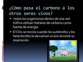 ¿Cómo pasa el carbono a los
otros seres vivos?
 todos los organismos dentro de una red
  trófica utilizan hidratos de carbono como
  fuente de energía.
 El CO2 se recicla cuando los autótrofos y los
  heterótrofos lo devuelven al aire durante su
  respiración.
 