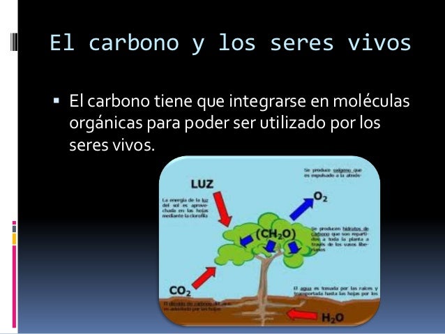 Ciclo del carbono