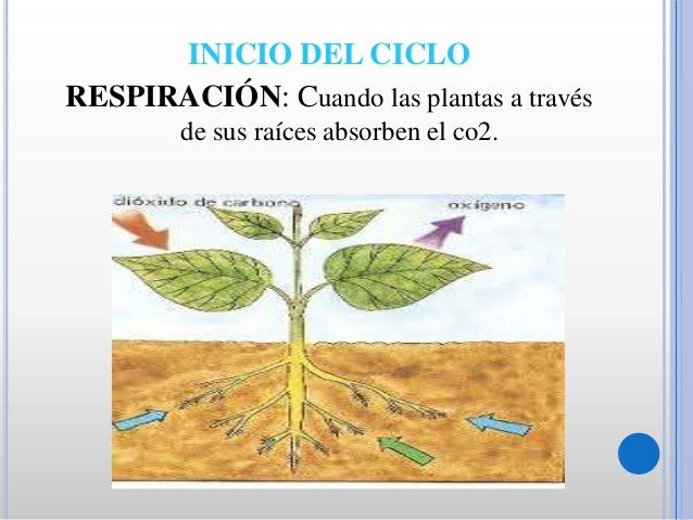 Ciclo del carbono