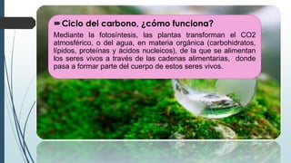 Ciclo del carbono, ¿cómo funciona?
Mediante la fotosíntesis, las plantas transforman el CO2
atmosférico, o del agua, en materia orgánica (carbohidratos,
lípidos, proteínas y ácidos nucleicos), de la que se alimentan
los seres vivos a través de las cadenas alimentarias, donde
pasa a formar parte del cuerpo de estos seres vivos.
 