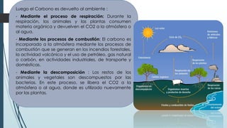 Luego el Carbono es devuelto al ambiente :
- Mediante el proceso de respiración: Durante la
respiración, los animales y las plantas consumen
materia orgánica y devuelven el CO2 a la atmósfera o
al agua.
- Mediante los procesos de combustión: El carbono es
incorporado a la atmósfera mediante los procesos de
combustión que se generan en los incendios forestales,
la actividad volcánica y el uso de petróleo, gas natural
o carbón, en actividades industriales, de transporte y
domésticas.
- Mediante la descomposición : Los restos de los
animales y vegetales son descompuestos por las
bacterias. En este proceso, se libera el CO2 a la
atmósfera o al agua, donde es utilizado nuevamente
por las plantas.
 