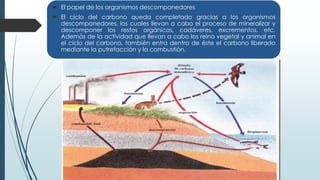 El papel de los organismos descomponedores
 El ciclo del carbono queda completado gracias a los organismos
descomponedores, los cuales llevan a cabo el proceso de mineralizar y
descomponer los restos orgánicos, cadáveres, excrementos, etc.
Además de la actividad que llevan a cabo los reino vegetal y animal en
el ciclo del carbono, también entra dentro de éste el carbono liberado
mediante la putrefacción y la combustión.
 