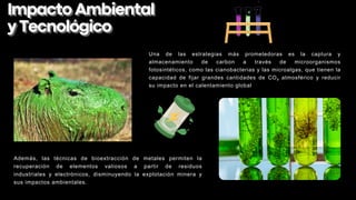 Una de las estrategias más prometedoras es la captura y
almacenamiento de carbon a través de microorganismos
fotosintéticos, como las cianobacterias y las microalgas, que tienen la
capacidad de fijar grandes cantidades de CO₂ atmosférico y reducir
su impacto en el calentamiento global
Además, las técnicas de bioextracción de metales permiten la
recuperación de elementos valiosos a partir de residuos
industriales y electrónicos, disminuyendo la explotación minera y
sus impactos ambientales.
ImpactoAmbiental
ImpactoAmbiental
yTecnológico
yTecnológico
 