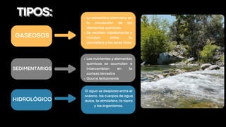 SEDIMENTARIOS
HIDROLÓGICO
GASEOSOS
TIPOS:
TIPOS:
Los nutrientes y elementos
químicos se acumulan e
intercambian en la
corteza terrestre
Ocurre lentamente
La atmósfera interviene en
la circulación de los
elementos químicos.
Se reciclan rápidamente y
circulan entre la
atmósfera y los seres vivos
El agua se desplaza entre el
océano, los cuerpos de agua
dulce, la atmósfera, la tierra
y los organismos.
 