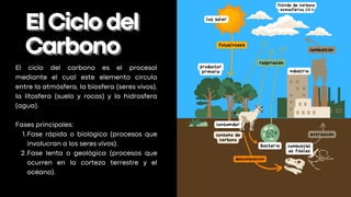 El ciclo del carbono es el procesol
mediante el cual este elemento circula
entre la atmósfera, la biosfera (seres vivos),
la litosfera (suelo y rocas) y la hidrosfera
(agua).
Fases principales:
Fase rápida o biológica (procesos que
involucran a los seres vivos).
1.
Fase lenta o geológica (procesos que
ocurren en la corteza terrestre y el
océano).
2.
ElCiclodel
ElCiclodel
Carbono
Carbono
luz solar
consumidor
Bacteria
descomposición
Dióxido de carbono
atmosférico CO
industria
productor
primario
respiración
fotosíntesis
combustibl
es fósiles
combustión
extracción
consumo de
carbono
2
 