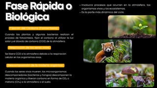 Respiración de los seres vivos:
Involucra procesos que ocurren en la atmósfera, los
organismos vivos y los ecosistemas.
Es la parte más dinámica del ciclo.
FaseRápidao
FaseRápidao
Biológica
Biológica
Fijación del Carbono (Fotosíntesis):
Descomposición de la materia orgánica:
Cuando las plantas y algunas bacterias realizan el
proceso de fotosíntesis, fijan el carbono al utilizar la luz
solar y el dióxido de carbono (CO2) de la atmósfera.
Se libera CO2 a la atmósfera debido a la respiración
celular en los organismos vivos,
Cuando los seres vivos mueren, los microorganismos
descomponedores (bacterias y hongos) descomponen la
materia orgánica y liberan carbono en forma de CO₂ o
metano (CH₄) a la atmósfera o al suelo.
 