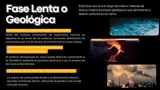 FaseLentao
FaseLentao
Geológica
Geológica
Esta fase ocurre a lo largo de miles o millones de
años e implica procesos geológicos que almacenan y
liberan carbono en la Tierra.
Mineralización y sedimentación del carbono:
Liberación del carbono por erupciones
volcánicas y meteorización:
Liberación de carbono por la actividad humana:
Parte del carbono proveniente de organismos marinos se
deposita en el fondo de los océanos, formando sedimentos de
carbonatos que, con el tiempo, se transforman en rocas calizas.
El carbono almacenado en rocas puede liberarse nuevamente a
la atmósfera mediante erupciones volcánicas o por la erosión de
las rocas carbonatadas.
La quema de combustibles fósiles y la deforestación liberan
grandes cantidades de CO₂, alterando el equilibrio natural del
ciclo del carbono.
 