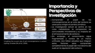Comprender el papel de los
microorganismos en el ciclo del carbono es
clave para mitigar el cambio climático.
La investigación actual se centra en las
rutas metabólicas, la composición de
comunidades microbianas y su impacto en
el almacenamiento de carbono.
Sin embargo, el conocimiento sigue
fragmentado y carece de un marco
unificado. Aún faltan estudios que integren
estos factores para comprender
completamente el papel del microbioma del
suelo en la regulación del carbono.
Importanciay
Importanciay
Perspectivasde
Perspectivasde
Investigación
Investigación
Unveiling the crucial role of soil microorganisms in carbon
cycling: A review (Wu et al., 2024).
 