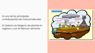 Es uno de los principales
contribuyentes de macromoléculas.
El carbono es biógeno, las plantas lo
ingieren y con él fabrican alimento.
 