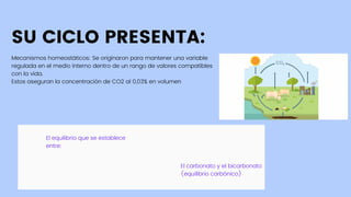 SU CICLO PRESENTA:
Mecanismos homeostáticos: Se originaron para mantener una variable
regulada en el medio interno dentro de un rango de valores compatibles
con la vida.
Estos aseguran la concentración de CO2 al 0,03% en volumen
El equilibrio que se establece
entre:
El carbonato y el bicarbonato
(equilibrio carbónico)
 