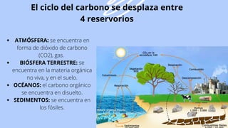 El ciclo del carbono se desplaza entre
4 reservorios
ATMÓSFERA: se encuentra en
forma de dióxido de carbono
(CO2), gas.
BIÓSFERA TERRESTRE: se
encuentra en la materia orgánica
no viva, y en el suelo.
OCÉANOS: el carbono orgánico
se encuentra en disuelto.
SEDIMENTOS: se encuentra en
los fósiles.
 