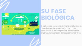 SU FASE
BIOLÓGICA
El carbono se encuentra de manera natural en la
atmósfera, en forma de CO2 o CH4, como
producto de la descomposición de la materia
orgánica, la respiración de los organismos vivos.
 