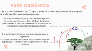 FASE ORGÁNICA
1 se produce la absorción de CO2, que, a través de la fotosíntesis, entrará a formar parte
de la planta en forma de carbono orgánico
2, incorporación del carbono al suelo desde la vegetación ,
se producen emisiones, es decir, pérdidas de carbono
acumulado en el suelo por mineralización, actividad de los
microorganismos descomponedores del suelo.
3. y también emisiones por la propia respiración de la
vegetación
4. a mayor fuente de emisiones de las formaciones vegetales
se produce por retirada de carbono por eliminación de la
vegetación
 
