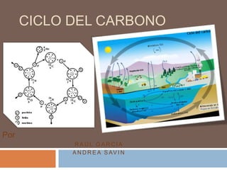 Ciclo del carbono Por Raúl García Andrea sAVIN 