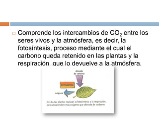Comprende los intercambios de CO2 entre los seres vivos y la atmósfera, es decir, la fotosíntesis, proceso mediante el cual el carbono queda retenido en las plantas y la respiración  que lo devuelve a la atmósfera.