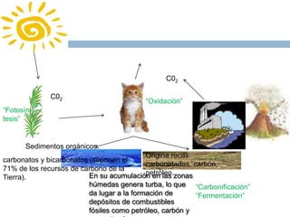 C02C02“Oxidación”“Fotosín-tesis”Sedimentosorgánicos.Originarocascarbonatadas, carbón, petróleo.carbonatos y bicarbonatos (suponen el 71% de los recursos de carbono de la Tierra).En su acumulación en las zonas húmedas genera turba, lo que da lugar a la formación de depósitos de combustibles fósiles como petróleo, carbón y gas natural.“Carbonificación”“Fermentación”
