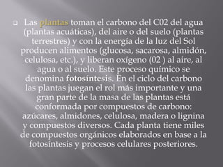     Las plantas toman el carbono del C02 del agua
     (plantas acuáticas), del aire o del suelo (plantas
        terrestres) y con la energía de la luz del Sol
    producen alimentos (glucosa, sacarosa, almidón,
     celulosa, etc.), y liberan oxígeno (02 ) al aire, al
          agua o al suelo. Este proceso químico se
      denomina fotosíntesis. En el ciclo del carbono
      las plantas juegan el rol más importante y una
         gran parte de la masa de las plantas está
         conformada por compuestos de carbono:
    azúcares, almidones, celulosa, madera o lignina
    y compuestos diversos. Cada planta tiene miles
    de compuestos orgánicos elaborados en base a la
       fotosíntesis y procesos celulares posteriores.
 
