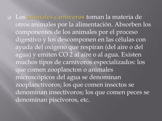    Los animales carnívoros toman la materia de
    otros animales por la alimentación. Absorben los
    componentes de los animales por el proceso
    digestivo y los descomponen en las células con
    ayuda del oxígeno que respiran (del aire o del
    agua) y emiten CO 2 al aire o al agua. Existen
    muchos tipos de carnívoros especializados: los
    que comen zooplancton o animales
    microscópicos del agua se denominan
    zooplanctívoros; los que comen insectos se
    denominan insectívoros; los que comen peces se
    denominan piscívoros, etc.
 
