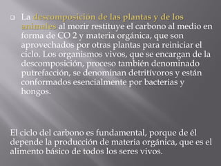    La descomposición de las plantas y de los
    animales al morir restituye el carbono al medio en
    forma de CO 2 y materia orgánica, que son
    aprovechados por otras plantas para reiniciar el
    ciclo. Los organismos vivos, que se encargan de la
    descomposición, proceso también denominado
    putrefacción, se denominan detritívoros y están
    conformados esencialmente por bacterias y
    hongos.



El ciclo del carbono es fundamental, porque de él
depende la producción de materia orgánica, que es el
alimento básico de todos los seres vivos.
 
