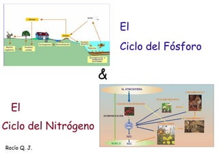 El
                          Ciclo del Fósforo

                      &

  El
Ciclo del Nitrógeno
Rocío Q. J.
 