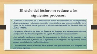 El ciclo del fósforo se reduce a los
siguientes procesos:
• El fósforo se encuentra en la naturaleza en forma de compuestos de calcio (apatita),
fierro, manganeso y aluminio conocidos como fosfatos, que son poco solubles en el
agua. En los buenos suelos agrícolas el fósforo está disponible en forma de iones de
fosfato (P2 O5).
• Las plantas absorben los iones de fosfato y los integran a su estructura en diversos
compuestos. Sin fósforo las plantas no logran desarrollarse adecuadamente.
• Los animales herbívoros toman los compuestos de fósforo de las plantas y los
absorben mediante el proceso de la digestión, y los integran a su organismo, donde
juegan un rol decisivo en el metabolismo.
• Los carnívoros toman el fósforo de la materia viva que consumen y lo integran a su
estructura orgánica.
 